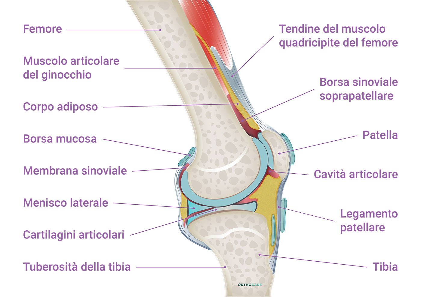 Patologie Al Ginocchio Orthocare Patologie Al Ginocchio Orthocare